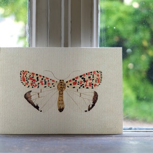 Peinture originale d’aquarelle d’un papillon flunkey crimson-moucheté