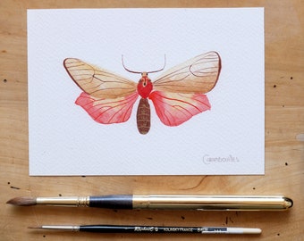 Original watercolor painting of a Teracotona Euprepia Butterfly