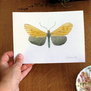 Peinture originale d’aquarelle d’un papillon de Virginie Ctenucha