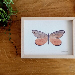 Peinture à l’aquarelle originale, Acraea Mimic de Marshall, Butterfly, Décoration intérieure, décoration, beaux-arts originaux.