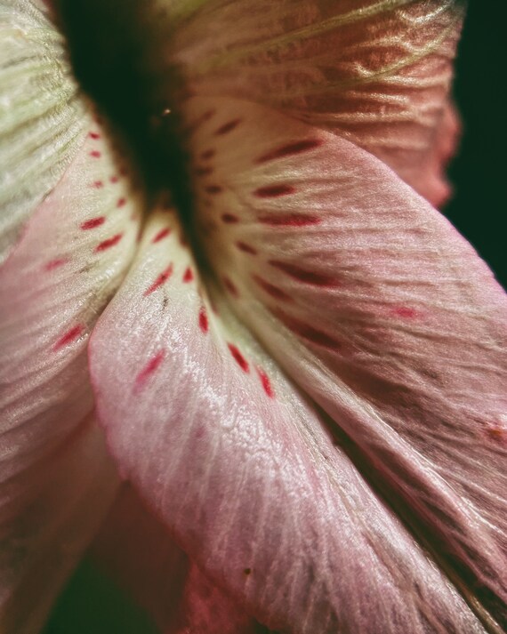 Natureyoni Lily Photo Print Yoni Yoni Art Vulva Vulva Art  