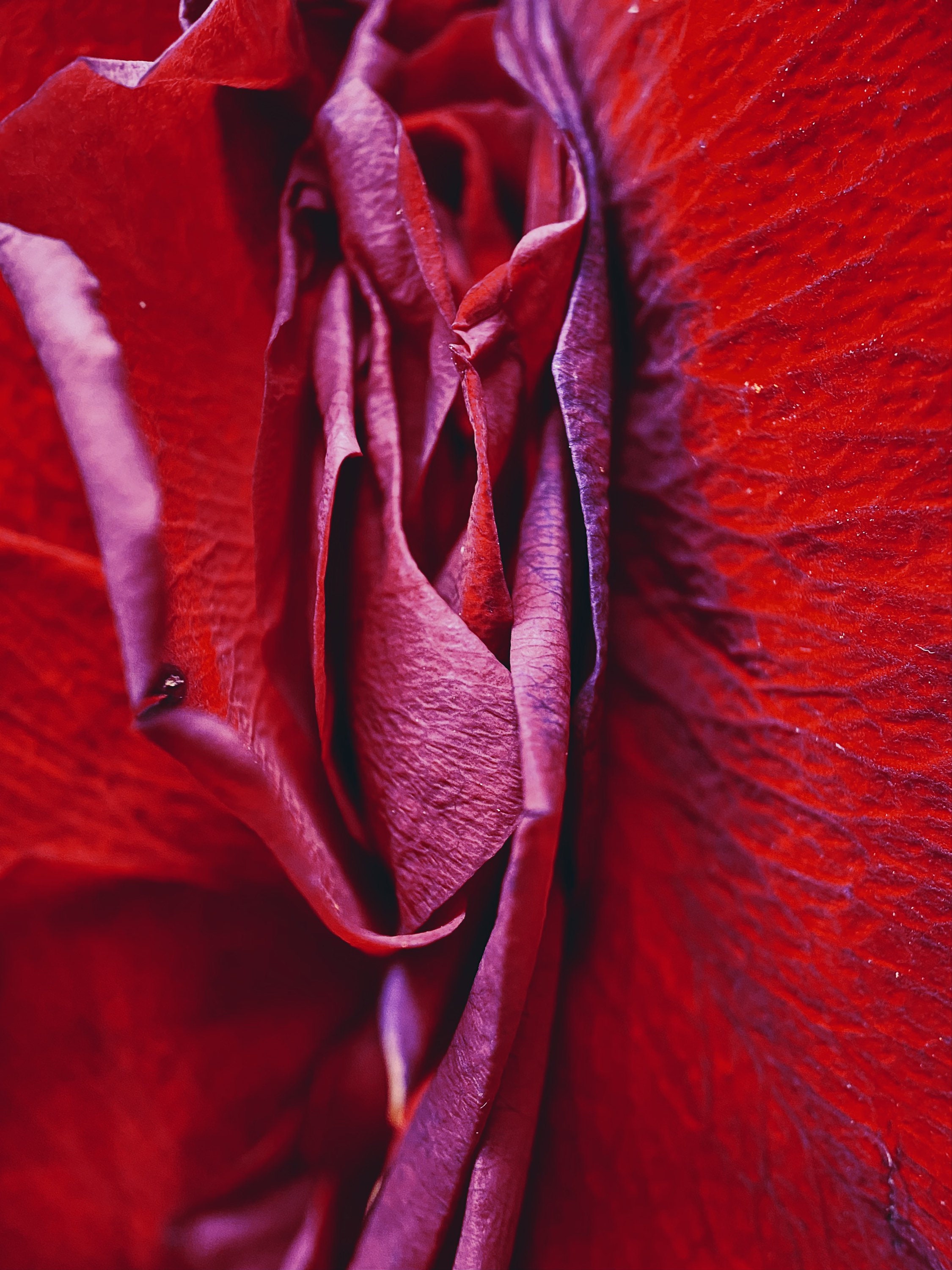 Nature Porn Art - Natureyoni Red Rose Print Rose Photo Erotic Nature Erotic - Etsy New Zealand