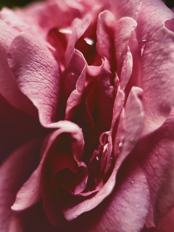 Natureyoni Pink Rose Waterdrops Photo Print Yoni Yoni Etsy