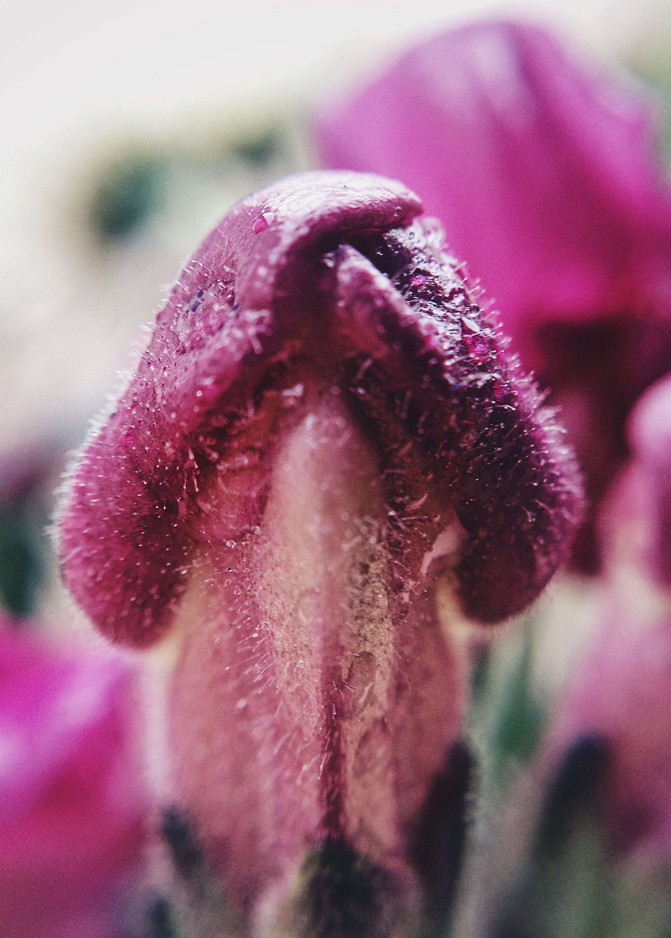 Natureyoni Hot Pink Snapdragon Bud Photo Print Erotic - Etsy