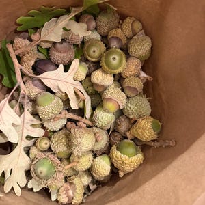 Puede incluir: Una colección de bellotas con cúpulas texturizadas de color tostado y nueces lisas de color verde a marrón oscuro, mezcladas con varias hojas de roble secas y claras, todo contenido dentro de una bolsa de papel marrón.
