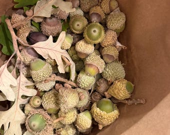 Bur White Oak Acorns
