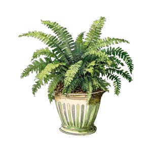 Ensemble de 10 fougères plantes clipart, éphémères fougères victoriennes, JPG PNGs, créations en papier, feuille de collage pour journaux indésirables, coupes difficiles, licence commerciale