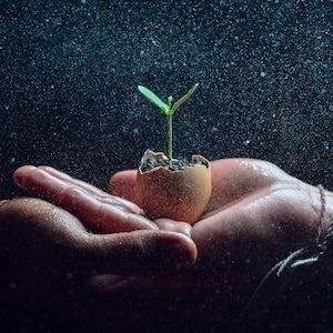 May include: A small green seedling with two leaves growing out of a cracked brown eggshell filled with soil, held between two cupped palms amidst a fine mist of water droplets against a dark background.