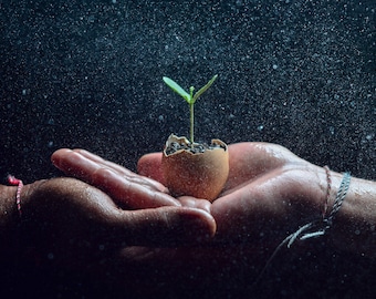 May include: A small green seedling with two leaves growing out of a cracked brown eggshell filled with soil, held between two cupped palms amidst a fine mist of water droplets against a dark background.