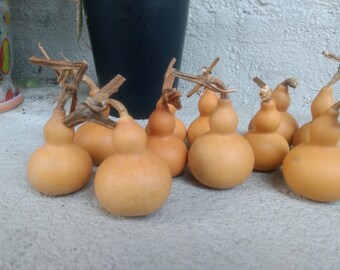 3 Mini bottle gourds Good Shape dry and clean 2.5/" high