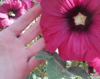 100+ Fresh Mixed Hollyhock Seeds from Pink, Red, Burgundy, Chocolate, Black,  See all Photos. Super Height and Strength - UK Grower