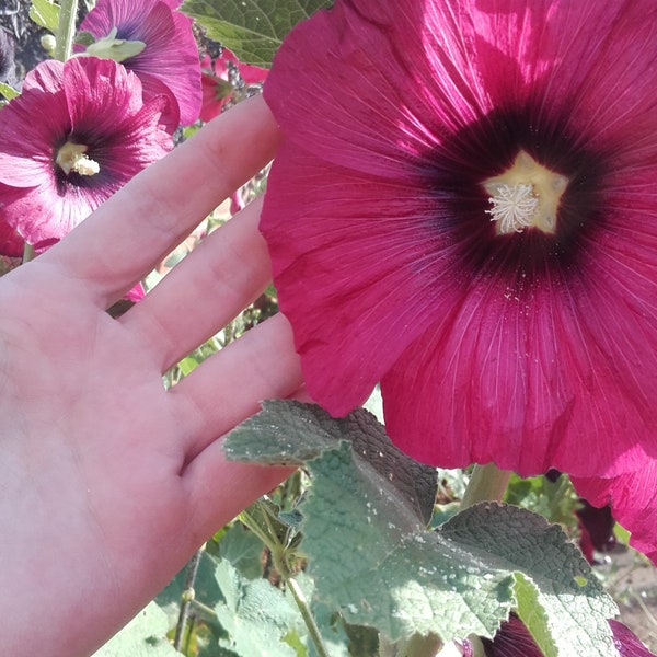 100+ Fresh Mixed Hollyhock Seeds from Pink, Red, Burgundy, Chocolate, Black,  See all Photos. Super Height and Strength - UK Grower