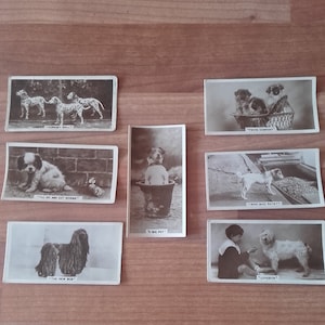 7 x De Reszke Millhoff Dogs 1930 Kitsch, schattig, vintage echte foto Aristocrat van sigarettenkaarten - hondenkunst met boodschap.