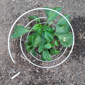 Pep-Up Pepper Support and Support for Other Plants