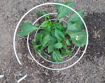 Pep-Up Pepper Support and Support for Other Plants