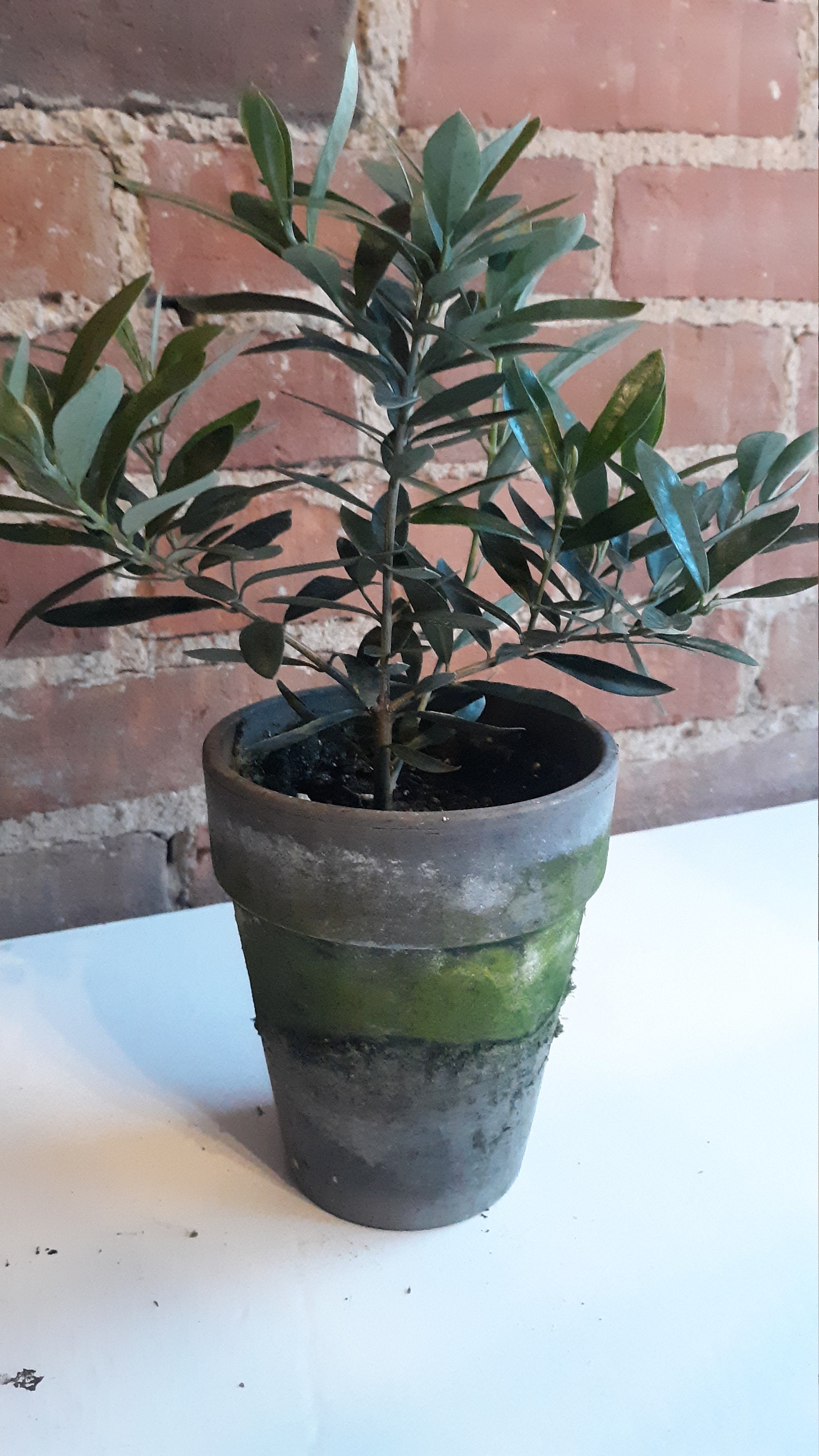 Olive Plant Etsy