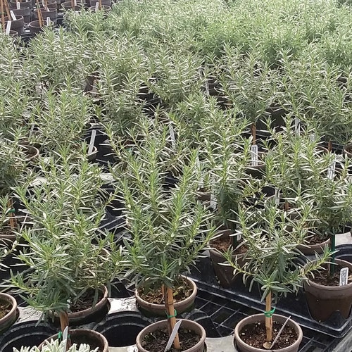 Rosemary Topiary Etsy