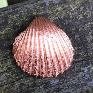 May include: A copper-coloured seashell with a ribbed texture. The shell is sitting on a weathered wooden surface.