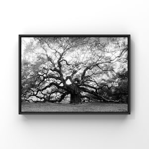 Black and White Live Oak Tree, Charleston SC, Angel Oak Tree Photograph, Johns Island, Halloween wall art printable, Charleston Artwork Gift image 1