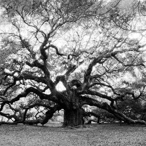 Black and White Live Oak Tree, Charleston SC, Angel Oak Tree Photograph, Johns Island, Halloween wall art printable, Charleston Artwork Gift image 3