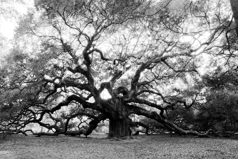 Black and White Live Oak Tree, Charleston SC, Angel Oak Tree Photograph, Johns Island, Halloween wall art printable, Charleston Artwork Gift image 3