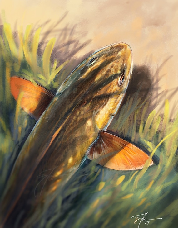 Redfish Among Grass | Red Drum Speckled Trout Fish Art | Satin Luster  Prints | Inshore Fishing Artwork | Digital Artwork