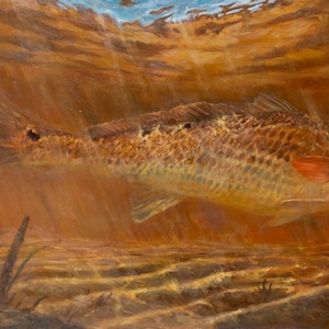 May include: A painting of a redfish swimming underwater. The fish is brown and orange with a reddish-orange belly. The background is a blurry orange and brown.