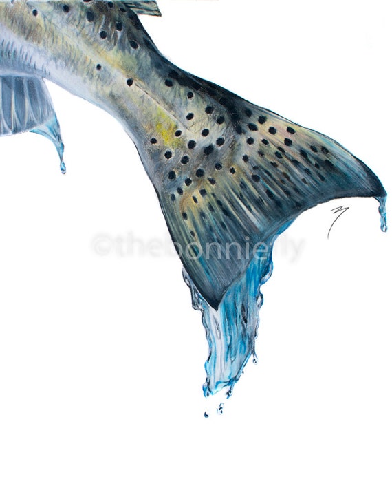 Speckled Trout Dripping Tail Series Fish Giclee Print Inshore Fishing -   Israel