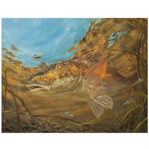 May include: A painting of a redfish swimming underwater in a murky brown water with green plants. The fish is facing the viewer with its mouth open. The water is clear above the fish, showing a blue sky with white clouds.
