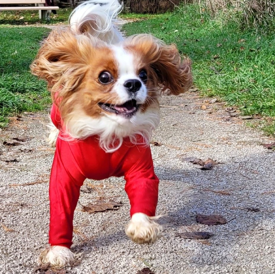 Custom Dog Clothes Bodysuit for Dogs Dog Suit Doggie Dirt Etsy Australia