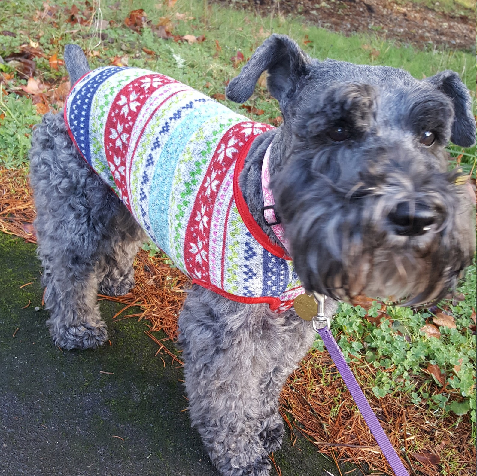 Dog sweater vest dog clothes dog sweater fleece dog vest Etsy