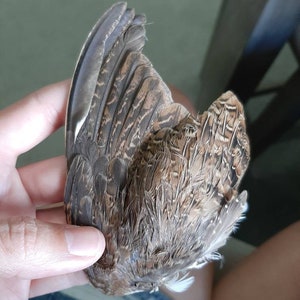 Natural Cat Toys | Dehydrated Dried Quail Wings | Natural Craft Supplies | Fly Fishing | Ethically Raised Quail