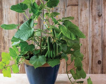Dwarf Vegetable Seeds for Hydroponics and Indoor Gardening | Grow Vegetables in a Jar | Kratky Method Hydroponics | Miniature Edible Plant