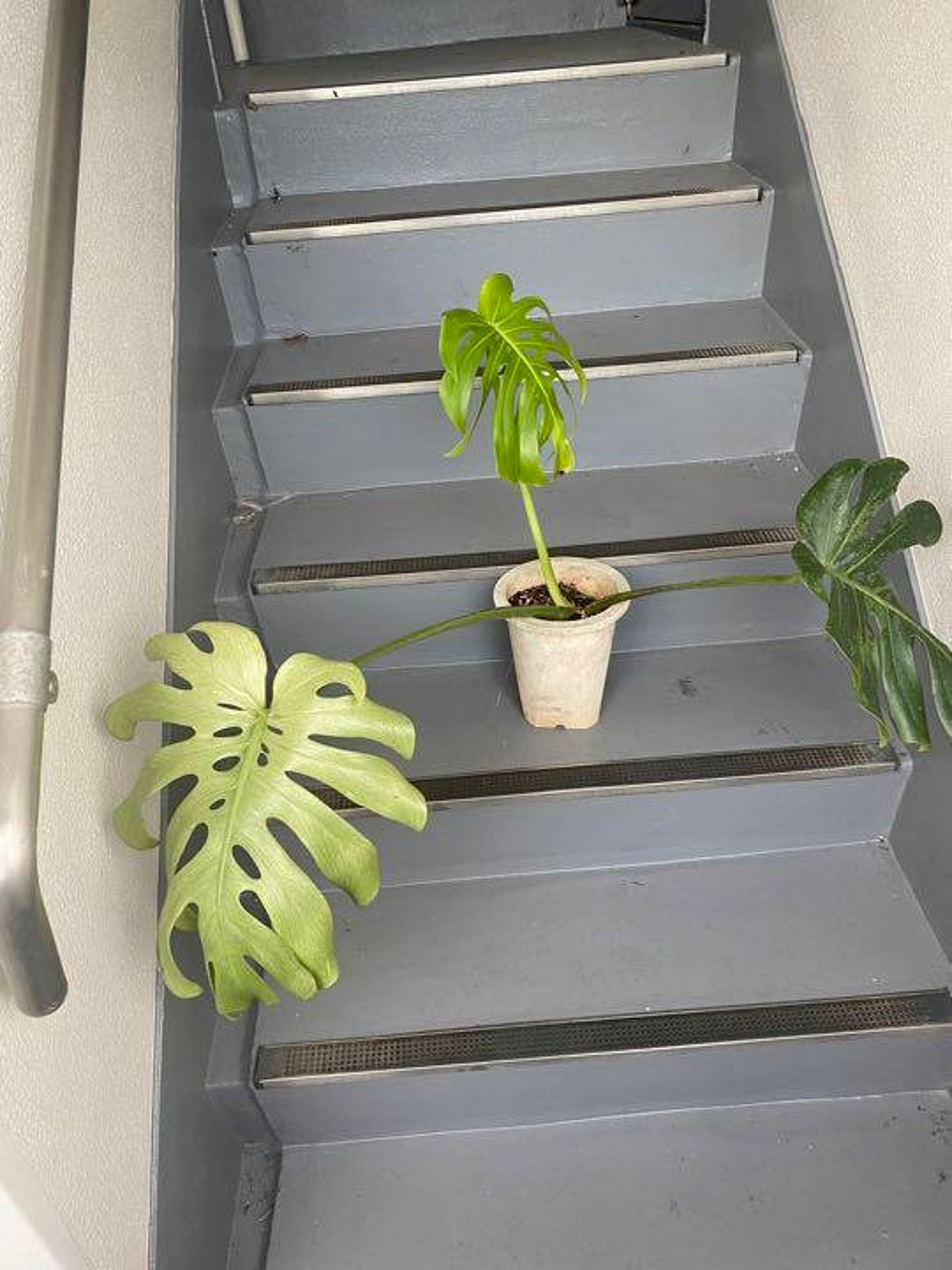 Monstera Deli Borsi Cebublue haft Mint 割引販売中 safetec.com.br