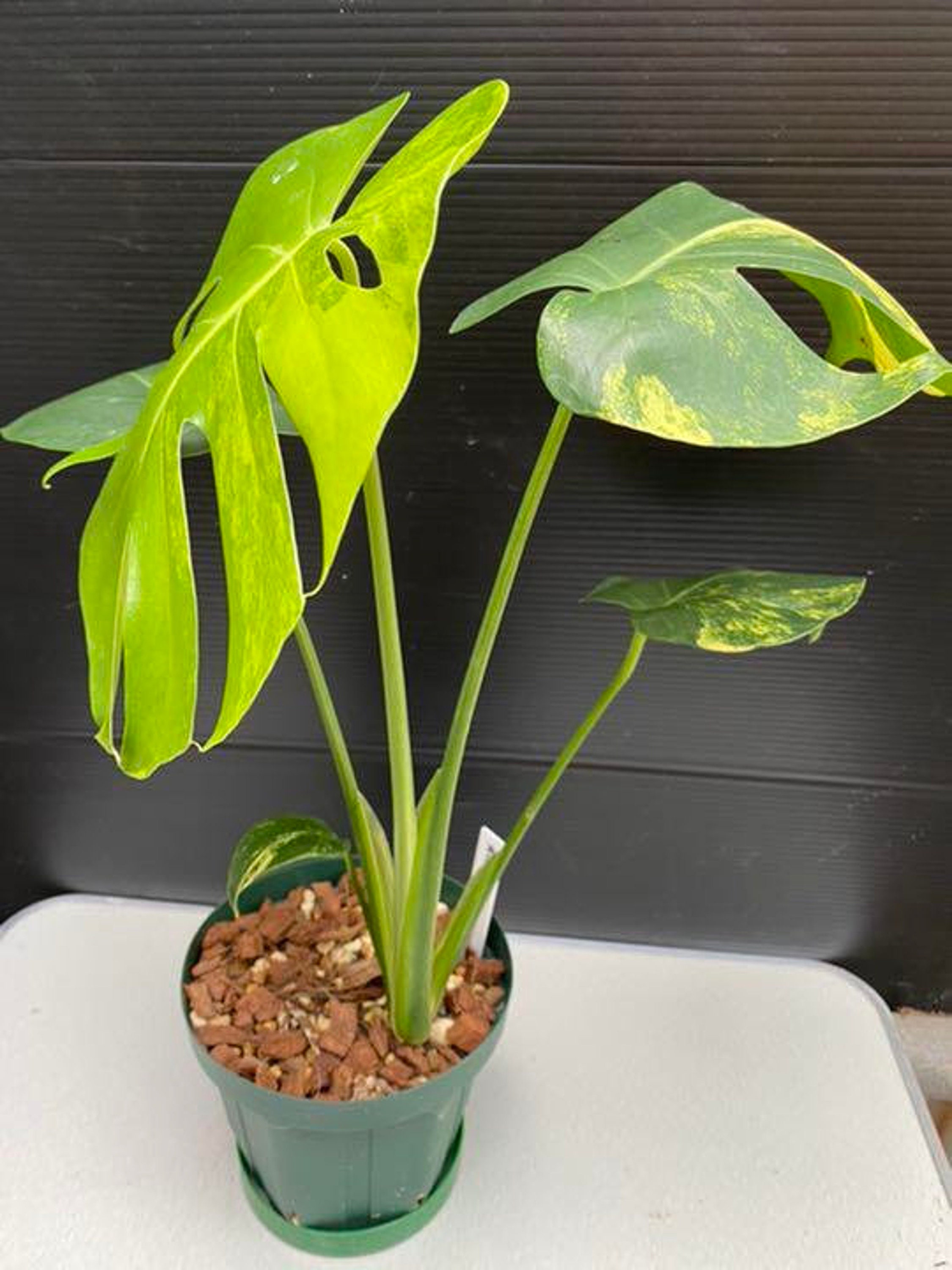 Monstera Deli Borsi Cebublue Mint 純正販促品 onlinebooking.tdcp.gop.pk