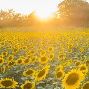 Sonnenblumenfeld - Fotokunstdruck