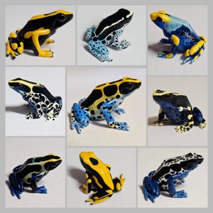 Resin Dart Frog: Made to order