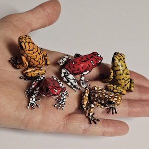 MTO: Lg Oophaga Dart Frog