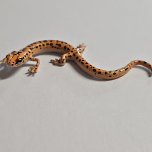 Resin Cave Salamander