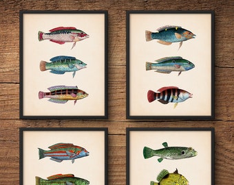 Tropical Fish Print Set, Beach Decor, Large Wall Art, Coastal Art, Scientific Illustration, Coastal Prints, Colorful Fish, Beach Art