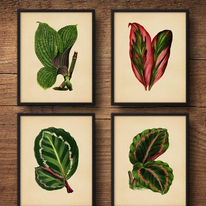 Botanical Print Set, Tropical Leaves Tropical Wall Art, Tropical Decor Print, Tropical Art Decor, Tropical Leaf Art, Tropical Artwork image 1