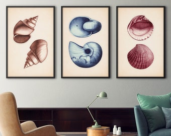 Seashell Prints, Seashell Posters, Nautical Decor, Coastal Art, Scientific Illustration, Coastal Print, Beach Art, Wall Art, Coastal Decor