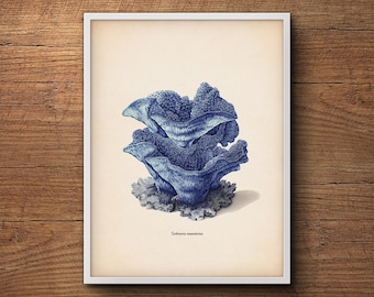 May include: A vintage illustration of a blue coral, labeled "Turbinaria mesenterina". The coral is depicted in a detailed, realistic style, with a textured surface and intricate branching patterns.