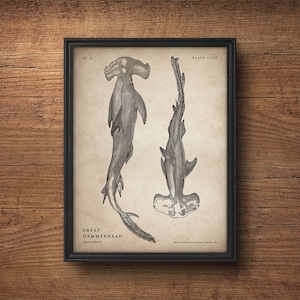 Shark Print, Hammerhead Shark Poster, Shark Wall Art, Vintage Shark Art, Large Poster, Scientific Illustration, Nautical Decor, Large Print