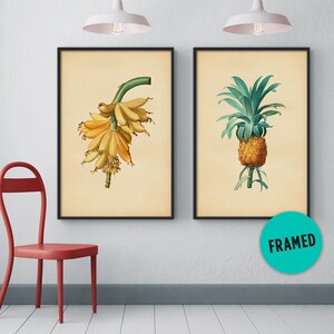 Botanical Print Set of 2 – Banana Print, Pineapple Print, Vintage Botanical Set, Framed Botanical Print, Framed Art Set, Framed Print Set