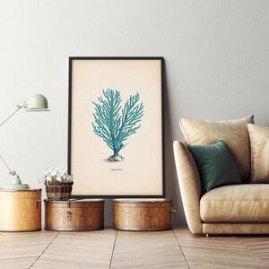 May include: A vintage botanical illustration of a blue coral branch with the text " Gorgonia patula" printed below.