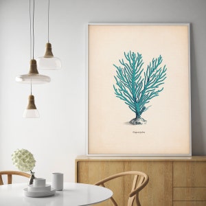 May include: A vintage botanical illustration of a blue coral, Gorgonia patula, on a cream background.