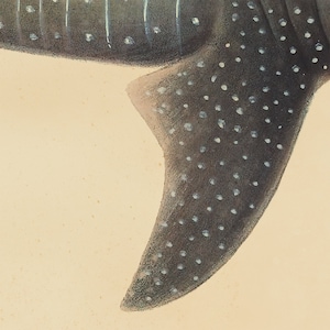 May include: Close-up of a whale shark's tail fin, showing its distinctive gray and white spotted pattern.