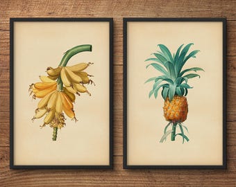 Könnte beinhalten: Zwei gerahmte botanische Drucke, einer mit einer Traube gelber Bananen mit grünen Stielen und Blättern, der andere mit einer grünen Ananas mit einer gelben Frucht.