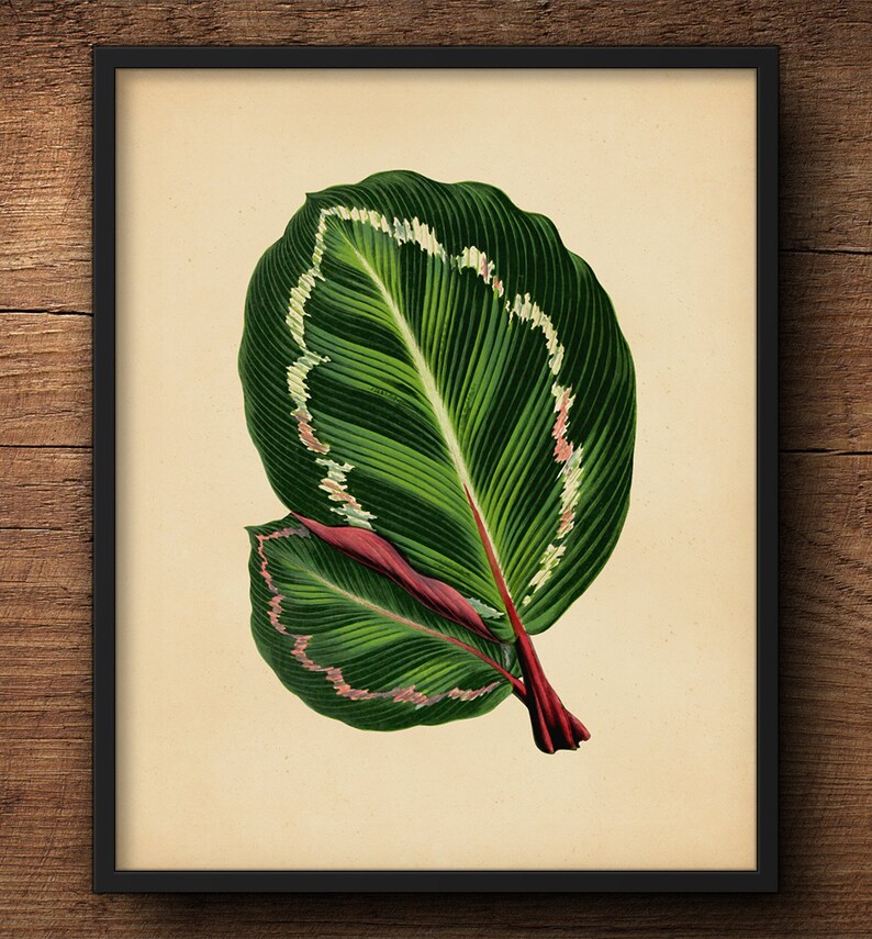 Botanical Print Set, Tropical Leaves Tropical Wall Art, Tropical Decor Print, Tropical Art Decor, Tropical Leaf Art, Tropical Artwork image 5
